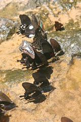 Papilio nephelus chaon