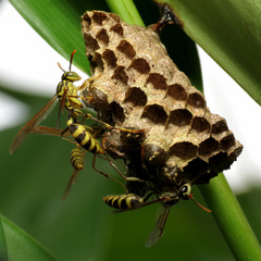 Mischocyttarus basimacula