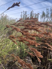 Thamnochortus punctatus