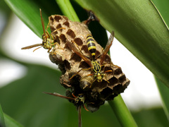 Mischocyttarus basimacula