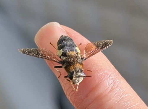 Unknown species found near Pottsboro, TX 75076, USA