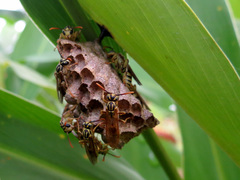 Mischocyttarus basimacula