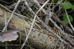 Takydromus kuehnei