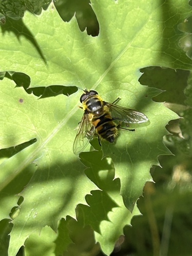 Unknown species found near Alameda County, US-CA, US
