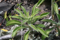 Echeveria coccinea