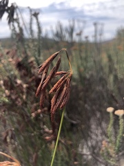 Thamnochortus punctatus