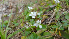 Viola lanceolata