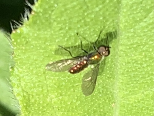 Unknown species found near Madonna Dr, Suisun City, CA, US