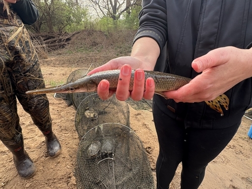 Kortsnuitbeensnoek (Lepisosteus platostomus) — Lepisosteidae — 3
