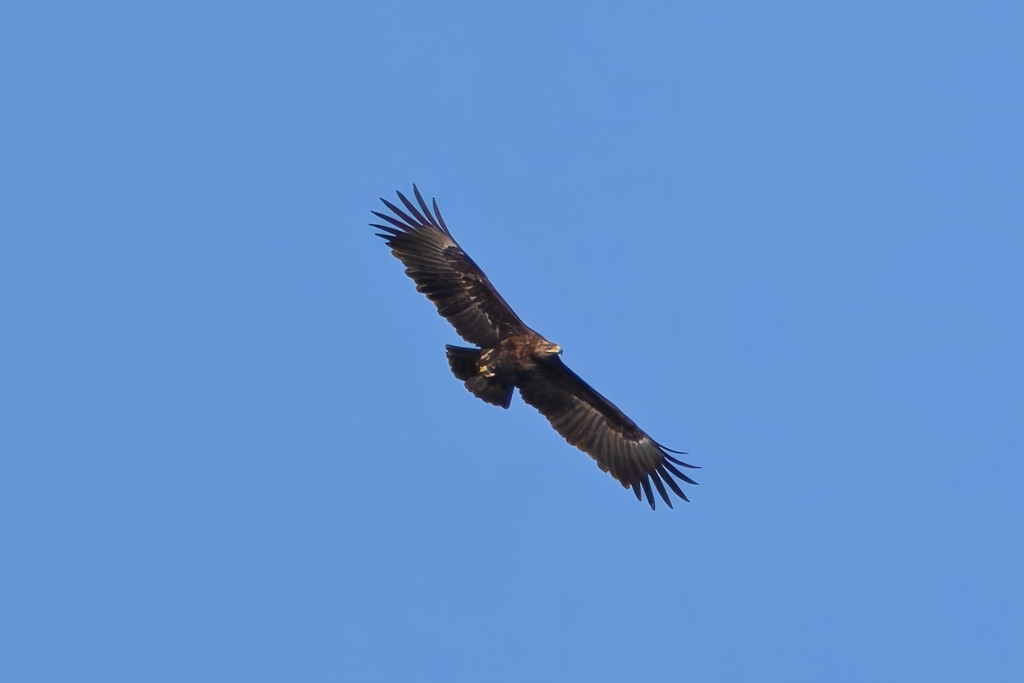 Greater Spotted Eagle