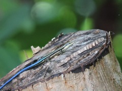 Emoia caeruleocauda