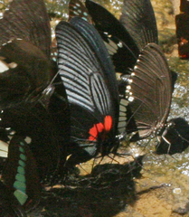 Papilio memnon agenor