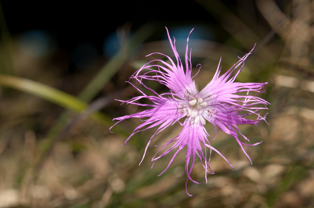 Dianthus pygmaeus