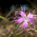 Dianthus pygmaeus - Photo (c) Cheng-Tao Lin, some rights reserved (CC BY), uploaded by Cheng-Tao Lin