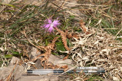 Dianthus pygmaeus