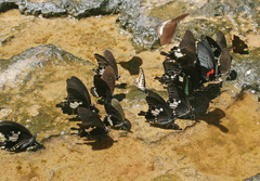 Papilio memnon agenor