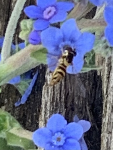 Unknown species found near Madonna Dr, Suisun City, CA, US