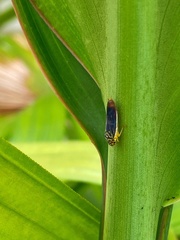 Dilobopterus costalimai