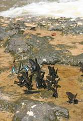 Papilio memnon agenor