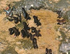 Papilio memnon agenor