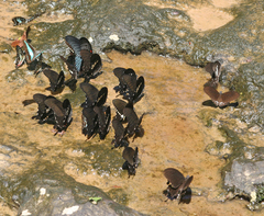 Papilio memnon agenor