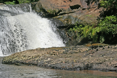 Papilio memnon agenor
