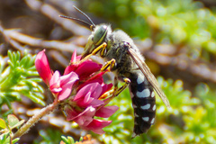 Zyzzyx chilensis