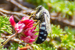 Zyzzyx chilensis
