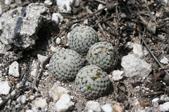 Mammillaria pectinifera