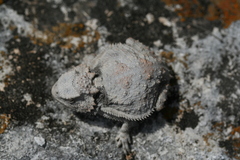 Phrynosoma braconnieri