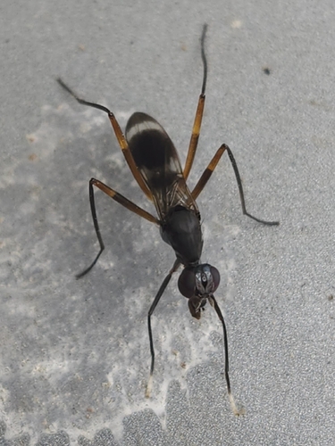 Unknown species found near Florida, US