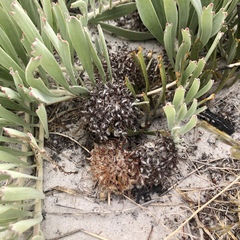 Leucospermum hypophyllocarpodendron