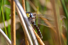 Rhionaeschna variegata