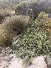 Leucospermum hypophyllocarpodendron