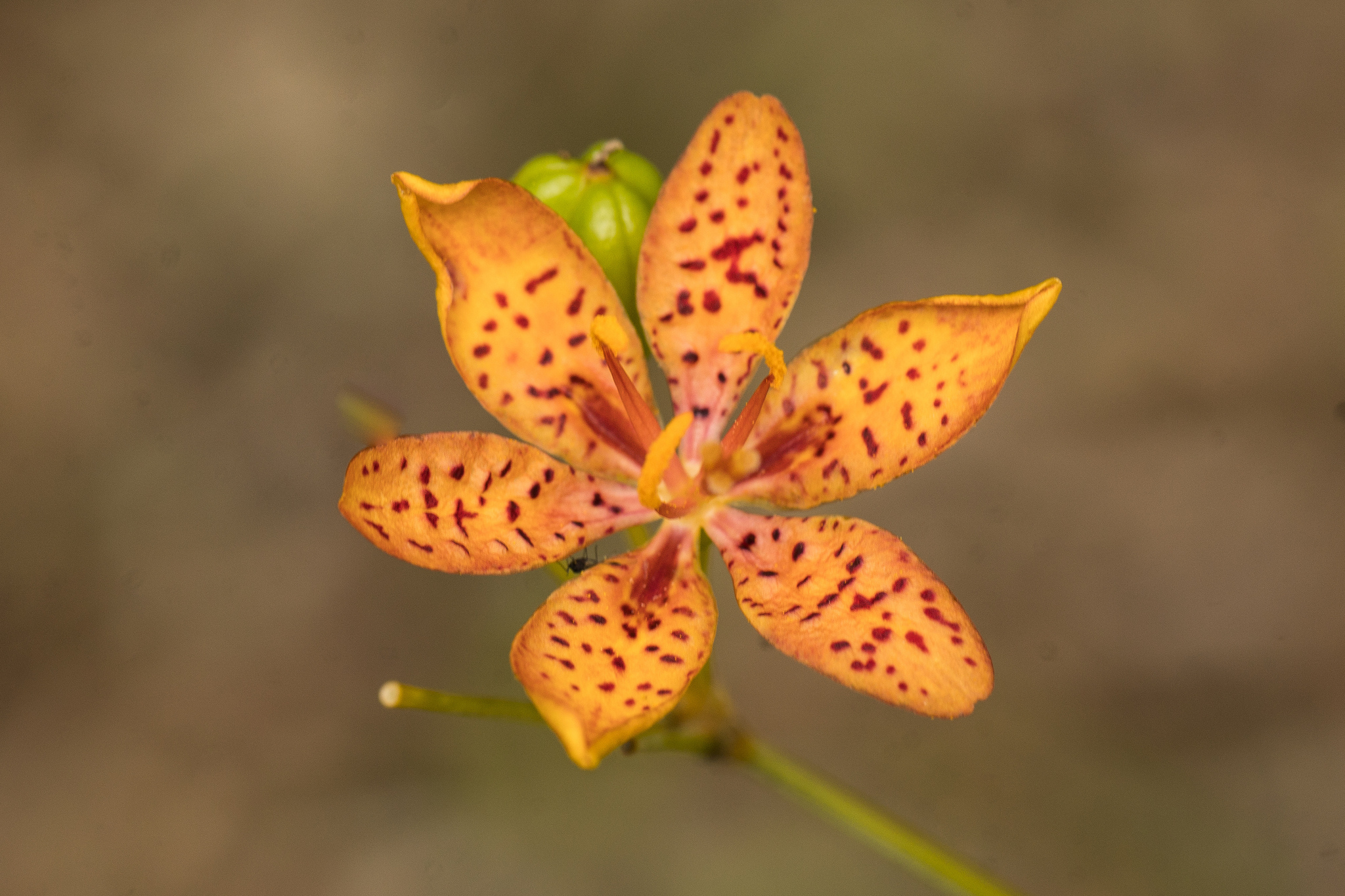 Leopard Flower (Iris domestica)