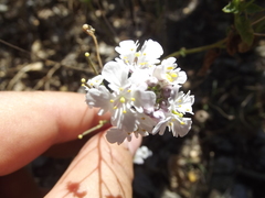 Dryopetalon