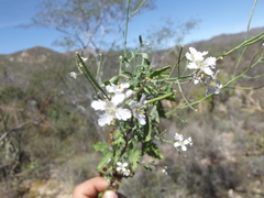 Dryopetalon