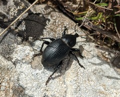 Liparus tenebrioides