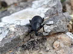 Liparus tenebrioides