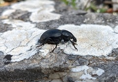 Liparus tenebrioides