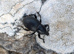 Liparus tenebrioides