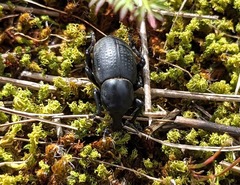 Liparus tenebrioides
