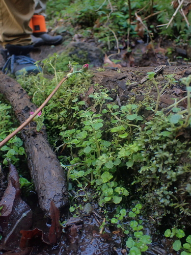 Pacific golden-saxifrage (Chrysosplenium glechomifolium)