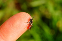 Nomada fabriciana