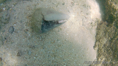 Conus leopardus observed 2026-03-26