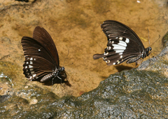Papilio nephelus chaon