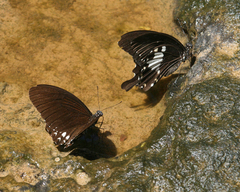 Papilio nephelus chaon