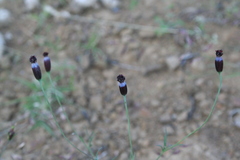 Porophyllum linaria