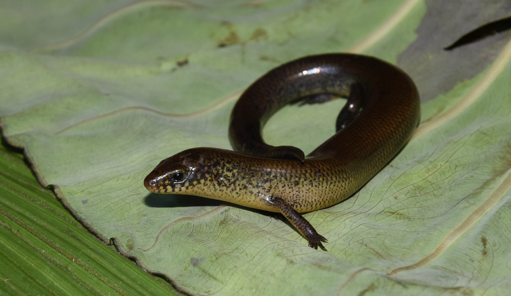 O'shaughnessy's Madagascar Skink