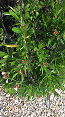 Nerium oleander
